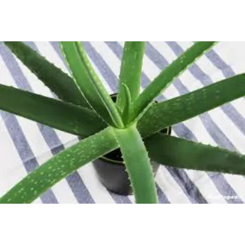Natural Aloe Vera Plants